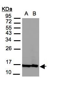 H2AFZ / H2A.z Antibody - Sample (30 ug of whole cell lysate). A: MOLT4, B: Raji. 12% SDS PAGE. H2AFZ / H2A.z antibody diluted at 1:3000