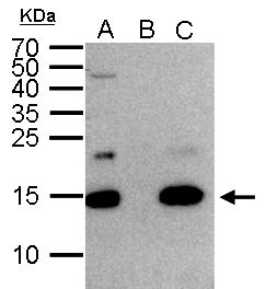 H2AFZ / H2A.z Antibody - Histone H2A.Z antibody immunoprecipitates Histone H2A.Z protein in IP experiments. IP Sample:1000 ug HeLa whole cell lysate/extract A. 50 ug HeLa whole cell lysate/extract B. Control with 2 ug of preimmune rabbit IgG C. Immunoprecipitation of Histone H2A.Z protein by 2 ug of Histone H2A.Z antibody 15% SDS-PAGE The immunoprecipitated Histone H2A.Z protein was detected by Histone H2A.Z antibody diluted at 1:1000. EasyBlot anti-rabbit IgG (anti-rabbit IgG (HRP) -01) was used as a secondary reagent.