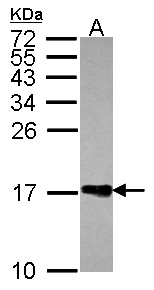 H2AFZ / H2A.z Antibody - Sample (30 ug of whole cell lysate). A: JurKat. 15% SDS PAGE. H2AFZ / H2A.z antibody diluted at 1:1000.