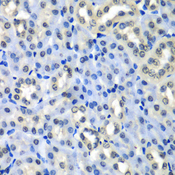 H2AFZ / H2A.z Antibody - Immunohistochemistry of paraffin-embedded mouse kidney tissue.