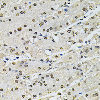 H2AFZ / H2A.z Antibody - Immunohistochemistry of paraffin-embedded human stomach tissue.