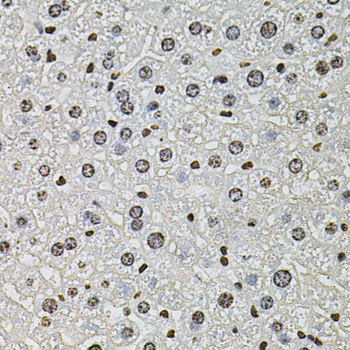 H2AFZ / H2A.z Antibody - Immunohistochemistry of paraffin-embedded mouse liver tissue.