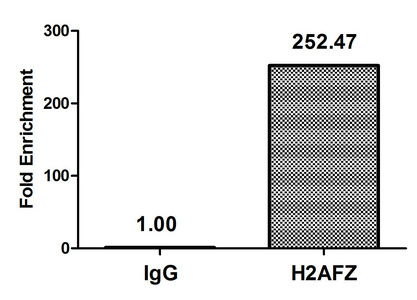 H2AFZ / H2A.z Antibody - Chromatin Immunoprecipitation Hela (4*10E6, treated with 30mM sodium butyrate for 4h) were treated with Micrococcal Nuclease, sonicated, and immunoprecipitated with 8µg anti-H2AFZ (Acetyl-H2AFZ (K11) Antibody) or a control normal rabbit IgG. The resulting ChIP DNA was quantified using real-time PCR with primers against the ß-Globin promoter.