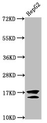 H2AFZ / H2A.z Antibody - Western Blot Positive WB detected in: HepG2 whole cell lysate ( treated with 30mM sodium butyrate for 4h) All lanes: H2AFZ antibody at 1µg/ml Secondary Goat polyclonal to rabbit IgG at 1/50000 dilution Predicted band size: 14 kDa Observed band size: 14 kDa