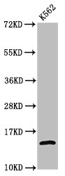 H2AFZ / H2A.z Antibody - Positive Western Blot detected in K562 whole cell lysate (treated by 30mM sodium butyrate for 4h) . All lanes: H2AFZ antibody at 1.06 µg/ml Secondary Goat polyclonal to rabbit IgG at 1/50000 dilution. Predicted band size: 14 KDa. Observed band size: 14 KDa