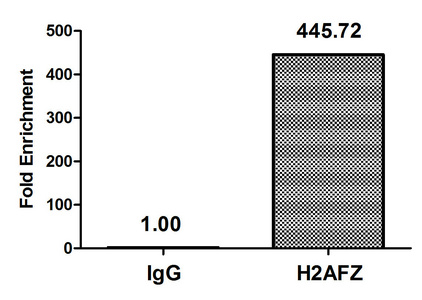 H2AFZ / H2A.z Antibody - Chromatin Immunoprecipitation Hela (4*10E6, treated with 30mM sodium butyrate for 4h) were treated with Micrococcal Nuclease, sonicated, and immunoprecipitated with 5µg anti-H2AFZ (Acetyl-H2AFZ (K4) Antibody) or a control normal rabbit IgG. The resulting ChIP DNA was quantified using real-time PCR with primers against the ß-Globin promoter.