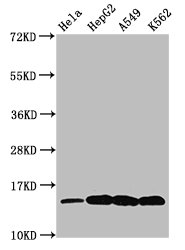 H2AFZ / H2A.z Antibody - Positive Western Blot detected in Hela whole cell lysate, HepG2 whole cell lysate, A549 whole cell lysate, K562 whole cell lysate(all treated by 30mM sodium butyrate for 4h). All lanes: H2AFZ antibody at 0.48 µg/ml Secondary Goat polyclonal to rabbit IgG at 1/50000 dilution. Predicted band size: 14 KDa. Observed band size: 14 KDa