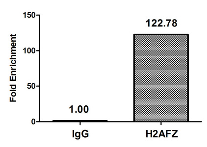 H2AFZ / H2A.z Antibody - Chromatin Immunoprecipitation Hela (4*10E6, treated with 30mM sodium butyrate for 4h) were treated with Micrococcal Nuclease, sonicated, and immunoprecipitated with 5µg anti-H2AFZ (Acetyl-H2AFZ (K7) Antibody) or a control normal rabbit IgG. The resulting ChIP DNA was quantified using real-time PCR with primers against the ß-Globin promoter.