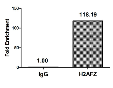 H2AFZ / H2A.z Antibody
