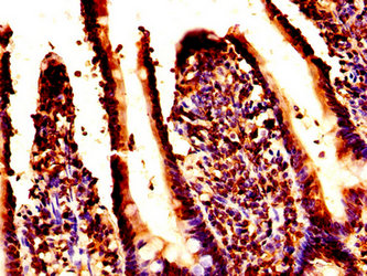 H2AFZ / H2A.z Antibody - Immunohistochemistry image at a dilution of 1:30 and staining in paraffin-embedded human small intestine tissue performed on a Leica BondTM system. After dewaxing and hydration, antigen retrieval was mediated by high pressure in a citrate buffer (pH 6.0) . Section was blocked with 10% normal goat serum 30min at RT. Then primary antibody (1% BSA) was incubated at 4 °C overnight. The primary is detected by a biotinylated secondary antibody and visualized using an HRP conjugated SP system.