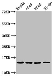 H2AFZ / H2A.z Antibody - Positive Western Blot detected in HepG2 whole cell lysate, A549 whole cell lysate, K562 whole cell lysate, HL-60 whole cell lysate. All lanes: H2AFZ antibody at 0.8 µg/ml Secondary Goat polyclonal to rabbit IgG at 1/50000 dilution. Predicted band size: 14 KDa. Observed band size: 14 KDa