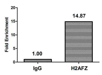 H2AFZ / H2A.z Antibody - Chromatin Immunoprecipitation Hela (4*10E6) were treated with Micrococcal Nuclease, sonicated, and immunoprecipitated with 5µg anti-H2AFZ (Mono-methyl-H2AFZ (K4) Antibody) or a control normal rabbit IgG. The resulting ChIP DNA was quantified using real-time PCR with primers against the ß-Globin promoter.