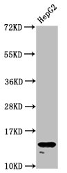 H2AFZ / H2A.z Antibody - Positive Western Blot detected in HepG2 whole cell lysate. All lanes: H2AFZ antibody at 1.96 µg/ml Secondary Goat polyclonal to rabbit IgG at 1/50000 dilution. Predicted band size: 14 KDa. Observed band size: 14 KDa
