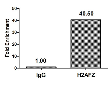 H2AFZ / H2A.z Antibody - Chromatin Immunoprecipitation Hela (4*10E6) were treated with Micrococcal Nuclease, sonicated, and immunoprecipitated with 5µg anti-H2AFZ (H2AFZ (Ab-4) Antibody) or a control normal rabbit IgG. The resulting ChIP DNA was quantified using real-time PCR with primers against the ß-Globin promoter.