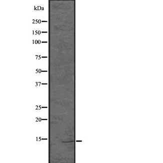 H2AFZ / H2A.z Antibody - Western blot analysis of Histone H2A.Z using HeLa whole cells lysates
