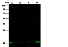 H2AFZ / H2A.z Antibody - Anti-H2AFZ rabbit polyclonal antibody at 1:500 dilution. Lane A: HeLa Whole Cell Lysate. Lane B: NIH3T3 Whole Cell Lysate. Lane C: HepG2 Whole Cell Lysate. Lane D: Raji Whole Cell Lysate. Lysates/proteins at 30 ug per lane. Secondary: Goat Anti-Rabbit IgG H&L (Dylight 800) at 1/10000 dilution. Developed using the Odyssey technique. Performed under reducing conditions. Predicted band size: 13 kDa. Observed band size: 15 kDa.