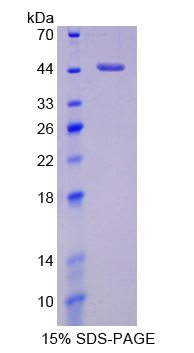 H2AFZ / H2A.z Protein - Recombinant  H2A Histone Family, Member Z By SDS-PAGE