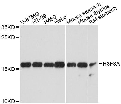 H3F3A Antibody - Western blot analysis of extracts of various cell lines, using H3F3A antibody at 1:3000 dilution. The secondary antibody used was an HRP Goat Anti-Rabbit IgG (H+L) at 1:10000 dilution. Lysates were loaded 25ug per lane and 3% nonfat dry milk in TBST was used for blocking. An ECL Kit was used for detection and the exposure time was 90s.