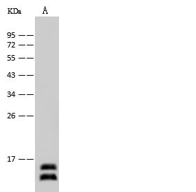 H3F3A Antibody - Anti-H3F3A rabbit polyclonal antibody at 1:500 dilution. Lane A: C6 Whole Cell Lysate. Lysates/proteins at 30 ug per lane. Secondary: Goat Anti-Rabbit IgG (H+L)/HRP at 1/10000 dilution. Developed using the ECL technique. Performed under reducing conditions. Predicted band size: 15 kDa.