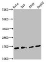H3F3B Antibody - Positive Western Blot detected in Hela whole cell lysate, 293 whole cell lysate, A549 whole cell lysate, HepG2 whole cell lysate. All lanes: H3F3A antibody at 1.45 µg/ml Secondary Goat polyclonal to rabbit IgG at 1/50000 dilution. Predicted band size: 16 KDa. Observed band size: 16 KDa
