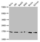 H3F3B Antibody - Positive Western Blot detected in Hela whole cell lysate, 293 whole cell lysate, HepG2 whole cell lysate, K562 whole cell lysate, Rat brain tissue, Rat spleen tissue. All lanes: H3F3A antibody at 0.73 µg/ml Secondary Goat polyclonal to rabbit IgG at 1/50000 dilution. Predicted band size: 16 KDa. Observed band size: 16 KDa