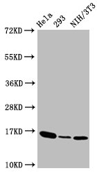 H3F3B Antibody - Western Blot Positive WB detected in:Hela whole cell lysate, 293 whole cell lysate, NIH/3T3 whole cell lysate All Lanes:Phospho-Histone H3 (T3) antibody at 1.41µg/ml Secondary Goat polyclonal to rabbit IgG at 1/50000 dilution Predicted band size: 16 KDa Observed band size: 16 KDa