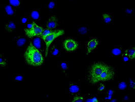 H6PD / G6PDH Antibody - Anti-H6PD mouse monoclonal antibody  immunofluorescent staining of COS7 cells transiently transfected by pCMV6-ENTRY H6PD.