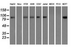 H6PD / G6PDH Antibody - Western blot analysis of extracts (35ug) from 9 different cell lines by using anti-H6PD monoclonal antibody.
