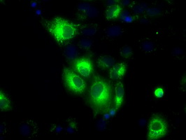 H6PD / G6PDH Antibody - Anti-H6PD mouse monoclonal antibody  immunofluorescent staining of COS7 cells transiently transfected by pCMV6-ENTRY H6PD.