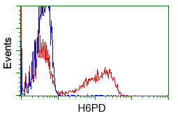 H6PD / G6PDH Antibody - HEK293T cells transfected with either overexpress plasmid (Red) or empty vector control plasmid (Blue) were immunostained by anti-H6PD antibody, and then analyzed by flow cytometry.