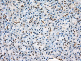 H6PD / G6PDH Antibody - Immunohistochemical staining of paraffin-embedded pancreas tissue using anti-H6PD mouse monoclonal antibody. (Dilution 1:50).