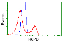 H6PD / G6PDH Antibody - HEK293T cells transfected with either pCMV6-ENTRY H6PD (Red) or empty vector control plasmid (Blue) were immunostained with anti-H6PD mouse monoclonal, and then analyzed by flow cytometry.