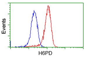 H6PD / G6PDH Antibody - Flow cytometry of Jurkat cells, using anti-H6PD antibody, (Red), compared to a nonspecific negative control antibody, (Blue).