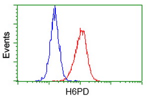 H6PD / G6PDH Antibody - Flow cytometry of HeLa cells, using anti-H6PD antibody, (Red), compared to a nonspecific negative control antibody, (Blue).