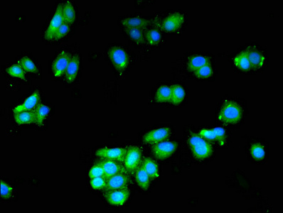 HAAO Antibody - Immunofluorescent analysis of HepG2 cells at a dilution of 1:100 and Alexa Fluor 488-congugated AffiniPure Goat Anti-Rabbit IgG(H+L)