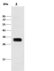 HAAO Antibody - Anti-Haao rabbit polyclonal antibody at 1:500 dilution. Lane A: Rat liver tissue lysate. Lysates/proteins at 30 ug per lane. Secondary: Goat Anti-Rabbit IgG (H+L)/HRP at 1/10000 dilution. Developed using the ECL technique. Performed under reducing conditions. Predicted band size: 33 kDa. Observed band size: 33 kDa.