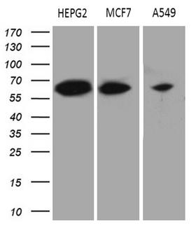 HABP2 Antibody - Western blot analysis of extracts. (35ug) from 3 different cell lines by using anti-HABP2 monoclonal antibody. (1:500)