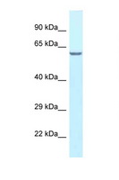 HABP2 Antibody - HABP2 antibody Western blot of Mouse Liver lysate. Antibody concentration 1 ug/ml.  This image was taken for the unconjugated form of this product. Other forms have not been tested.