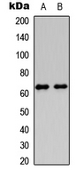 HABP2 Antibody - Western blot analysis of HABP2 HC expression in HeLa (A); PC12 (B) whole cell lysates.