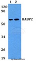 HABP2 Antibody - Western blot of HABP2 antibody at 1:500 dilution. Lane 1: HeLa whole cell lysate. Lane 2: PC12 whole cell lysate.