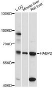 HABP2 Antibody - Western blot analysis of extracts of various cell lines, using HABP2 antibody at 1:3000 dilution. The secondary antibody used was an HRP Goat Anti-Rabbit IgG (H+L) at 1:10000 dilution. Lysates were loaded 25ug per lane and 3% nonfat dry milk in TBST was used for blocking. An ECL Kit was used for detection and the exposure time was 30s.