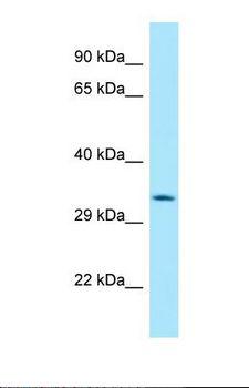HABP4 Antibody - Western blot of Human HepG2. HABP4 antibody dilution 1.0 ug/ml.  This image was taken for the unconjugated form of this product. Other forms have not been tested.