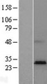 HACD4 / PTPLAD2 Protein - Western validation with an anti-DDK antibody * L: Control HEK293 lysate R: Over-expression lysate