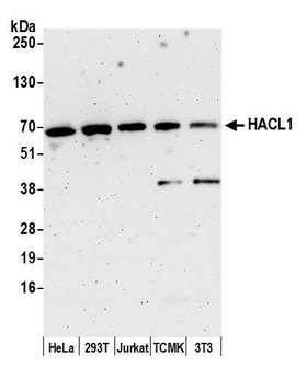 HACL1 Antibody - Detection of human and mouse HACL1 by western blot. Samples: Whole cell lysate (15 µg) from HeLa, HEK293T, Jurkat, mouse TCMK-1, and mouse NIH 3T3 cells prepared using NETN lysis buffer. Antibody: Affinity purified rabbit anti-HACL1 antibody used for WB at 1:1000. Detection: Chemiluminescence with an exposure time of 3 minutes.