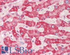 HADH Antibody - Human Liver: Formalin-Fixed, Paraffin-Embedded (FFPE).  This image was taken for the unconjugated form of this product. Other forms have not been tested.