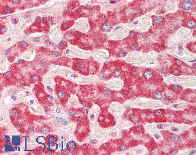 HADH Antibody - Human Liver: Formalin-Fixed, Paraffin-Embedded (FFPE).  This image was taken for the unconjugated form of this product. Other forms have not been tested.