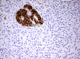 HADH Antibody - IHC of paraffin-embedded Human pancreas tissue using anti-HADH mouse monoclonal antibody. (Heat-induced epitope retrieval by 10mM citric buffer, pH6.0, 120°C for 3min).