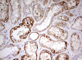 HADH Antibody - IHC of paraffin-embedded Human Kidney tissue using anti-HADH mouse monoclonal antibody. (Heat-induced epitope retrieval by 10mM citric buffer, pH6.0, 120°C for 3min).