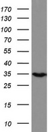 HADH Antibody - Western blot analysis of HEK293 cell lysate. (35ug) by using anti-HADH monoclonal antibody.