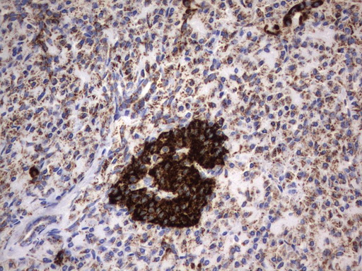 HADH Antibody - Immunohistochemical staining of paraffin-embedded Human pancreas tissue using anti-HADH mouse monoclonal antibody.  heat-induced epitope retrieval by 10mM citric buffer, pH6.0, 120C for 3min)